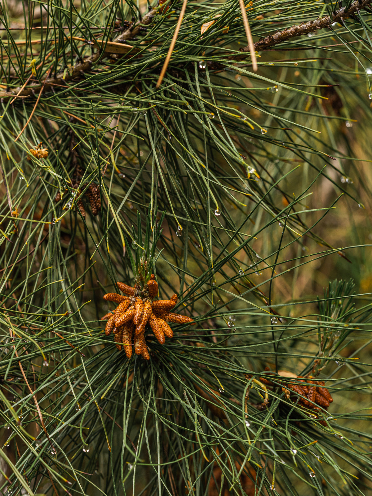 Frasier Fir Car Fragrance Refill