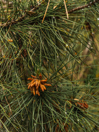 Birchwood Pine